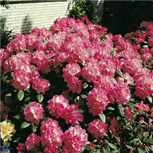 Rhododendron Yakusimanum 'Polaris'